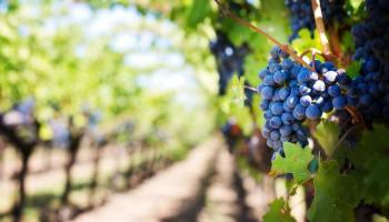 Malbec y Argentina: comprende la relación entre la uva y el país - Wine.com.mx