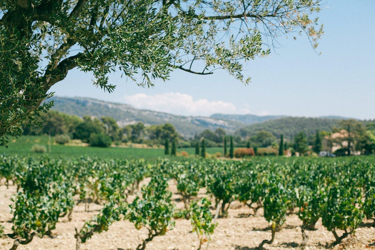 Vendimia: ¿sabes realmente lo que significa? - Wine.com.mx